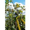 71751 13 teleskopicke zahradnicke nuzky 650 975 mm na vetve rukojet pp tpr 6